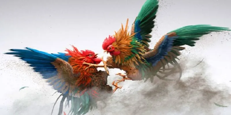 Đá gà Thomo chơi làm sao để có hiệu quả luôn là câu hỏi khó