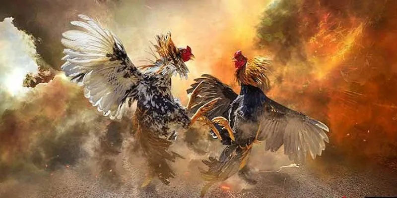 Đá gà Thomo là hình thức cá cược có tính chất may rủi cao